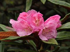 R.roxieanum deep pink form JRH-SBBE